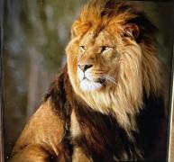 الصورة الشخصية